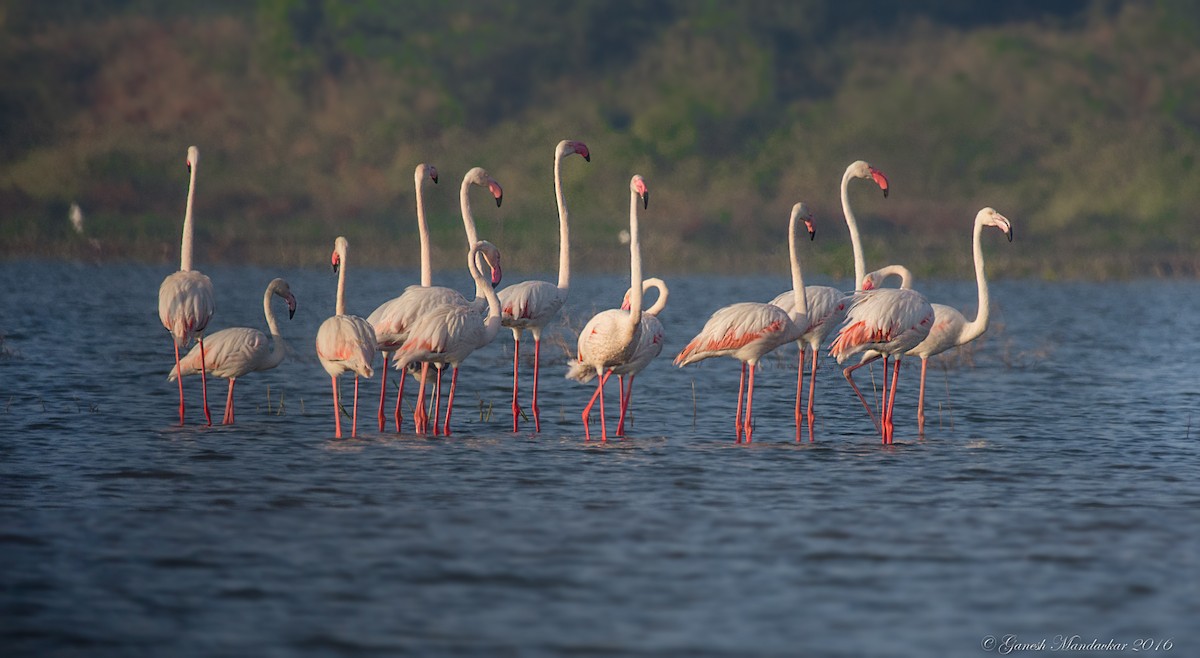 Greater Flamingo - Ganesh R Mandavkar