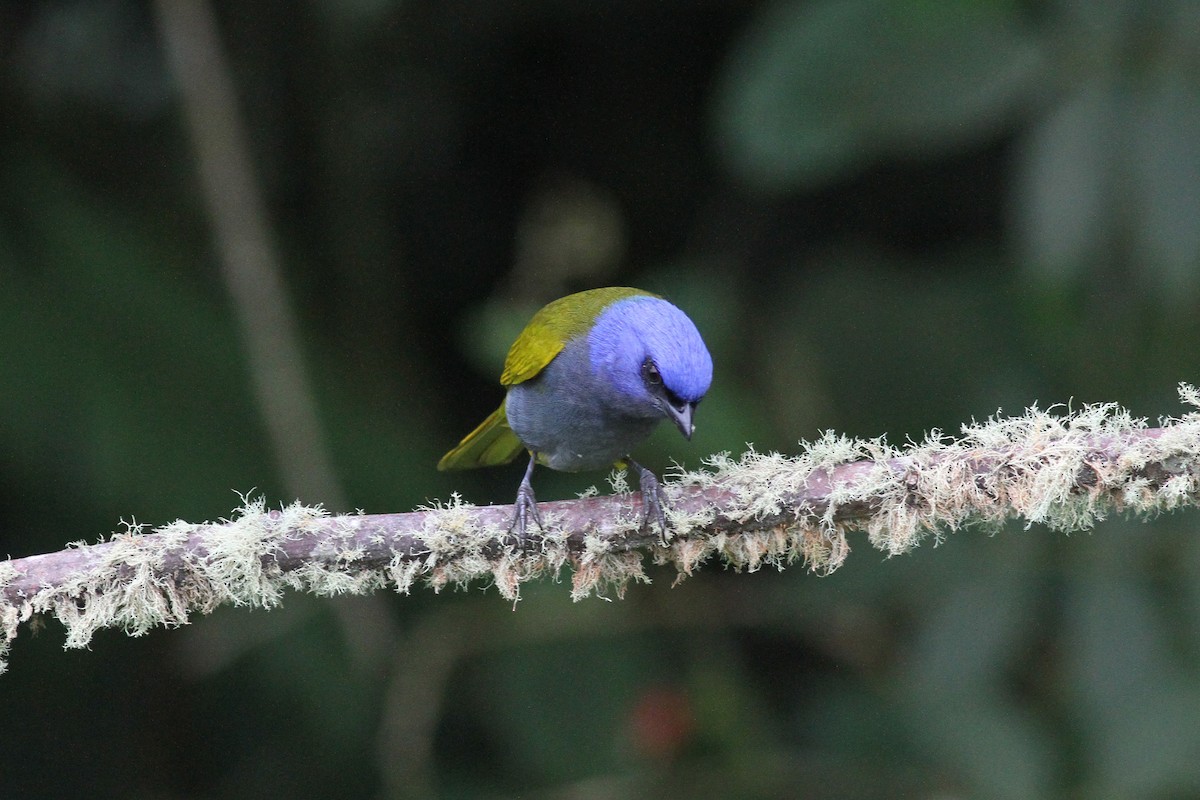 Blue-capped Tanager - ML42529381