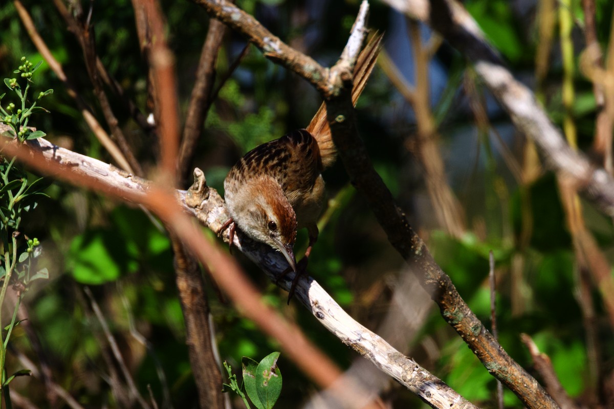 Tawny Grassbird - ML425296931