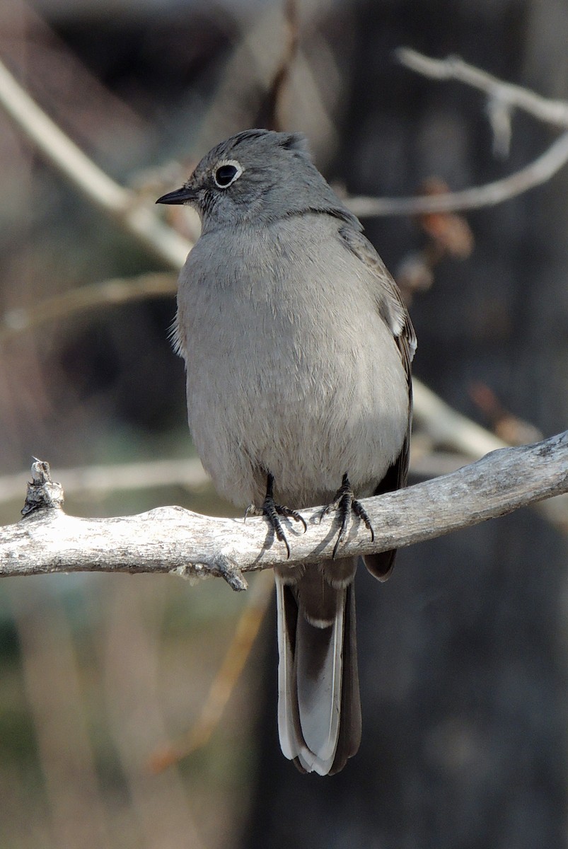 Townsend's Solitaire - ML425298641