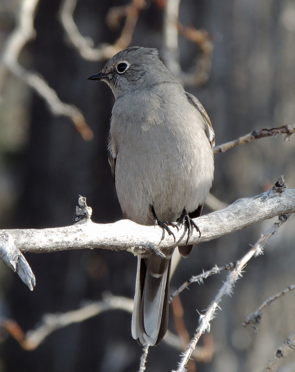 Townsend's Solitaire - ML425298671