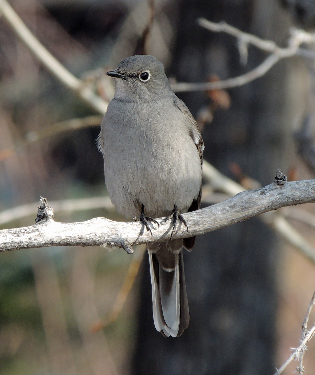 Townsend's Solitaire - ML425298681