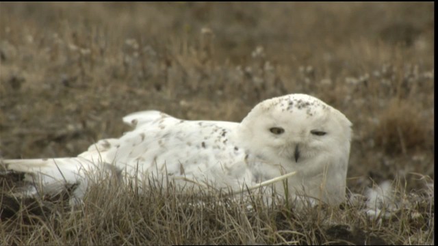 Snowy Owl - ML425311