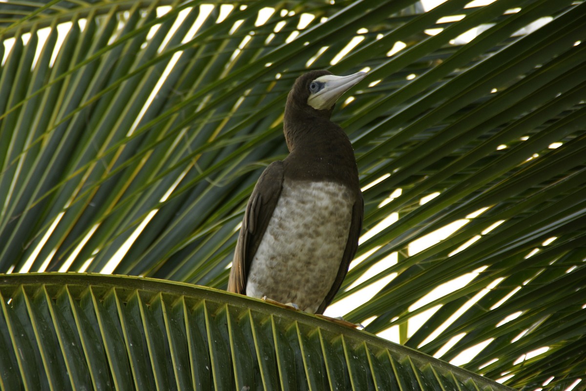 Brown Booby - ML425311101