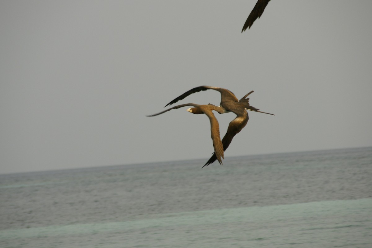 Brown Booby - ML425311131