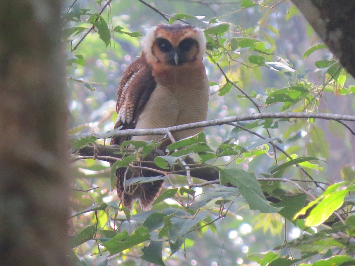 Brown Wood-Owl - Tom Wheatley