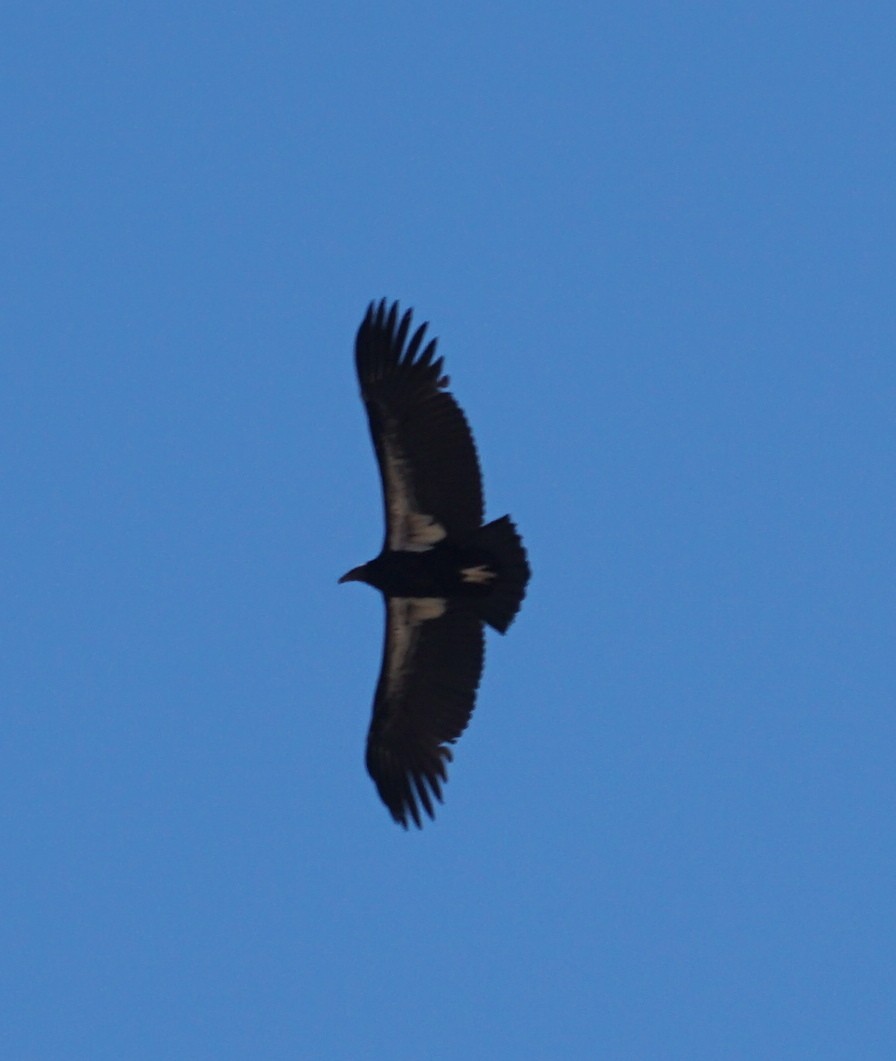 California Condor - ML425316371