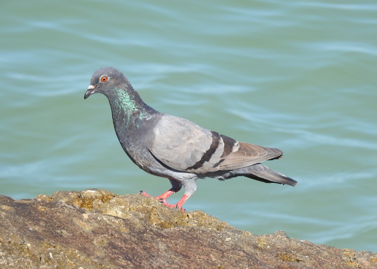 Rock Pigeon (Feral Pigeon) - Kitty ONeil