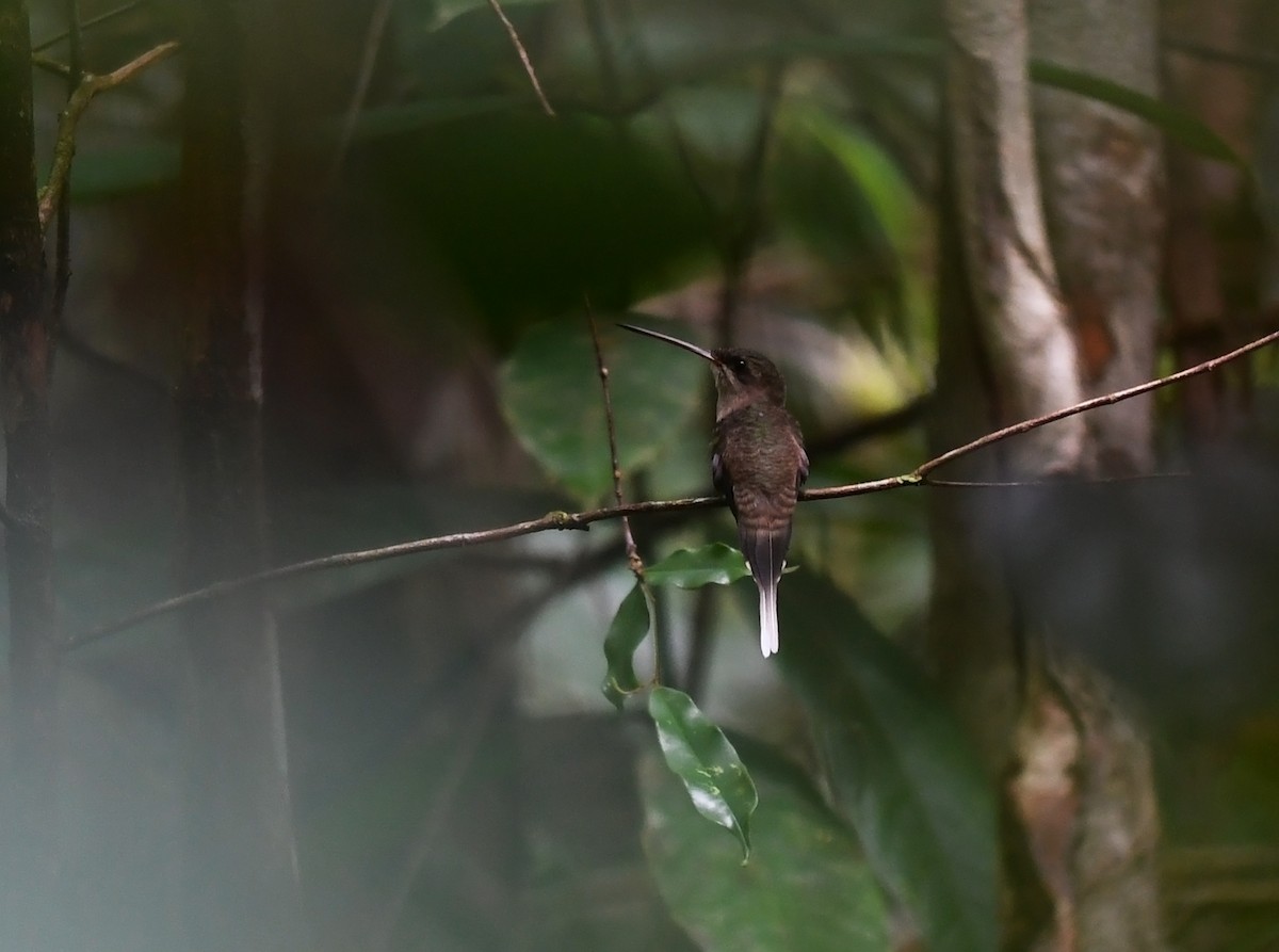 kolibřík šídlozobý - ML425319101