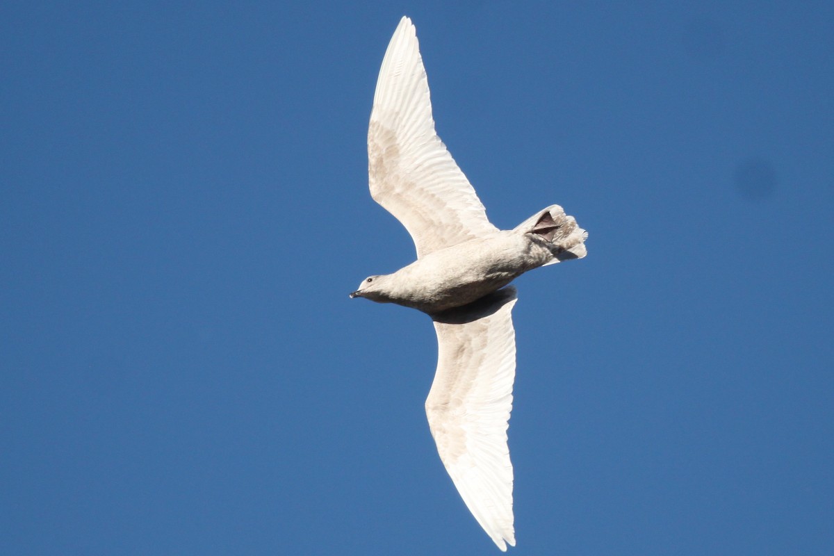 Glaucous-winged Gull - Andrew Thomas 🦅🪶