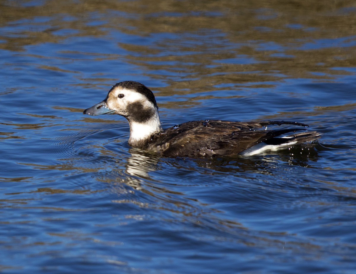 Long-tailed Duck - Lefteris Stavrakas