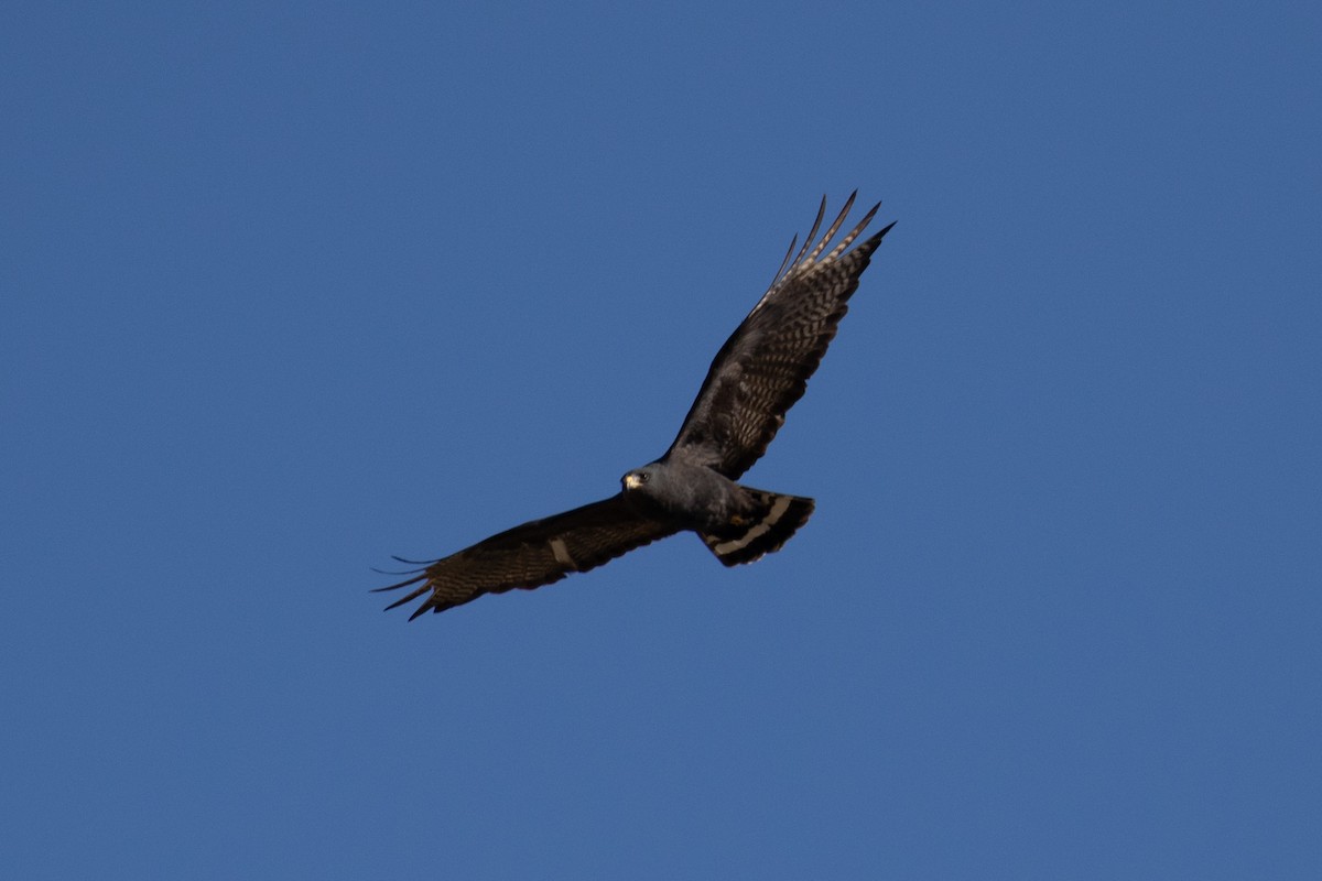 Zone-tailed Hawk - ML425326071