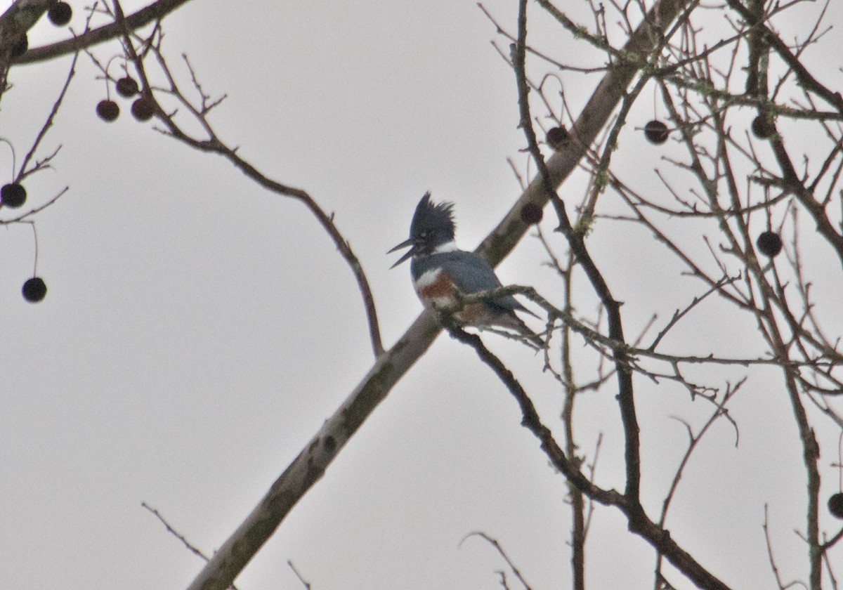 Belted Kingfisher - Ron Shrieves