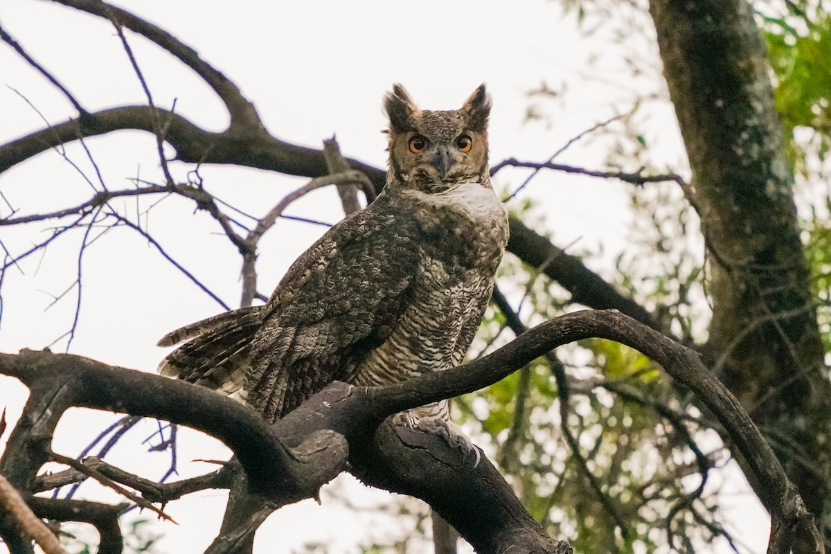 Great Horned Owl - ML425329481