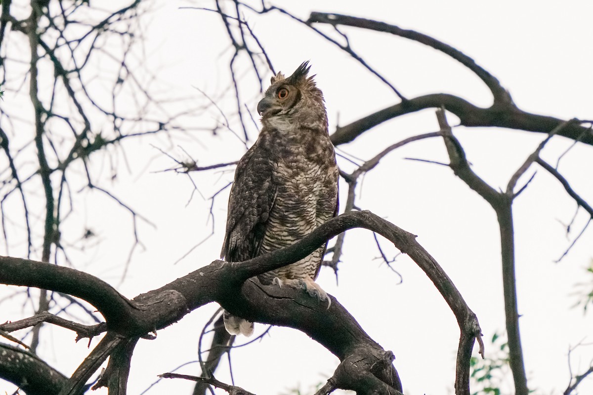 Great Horned Owl - ML425329491