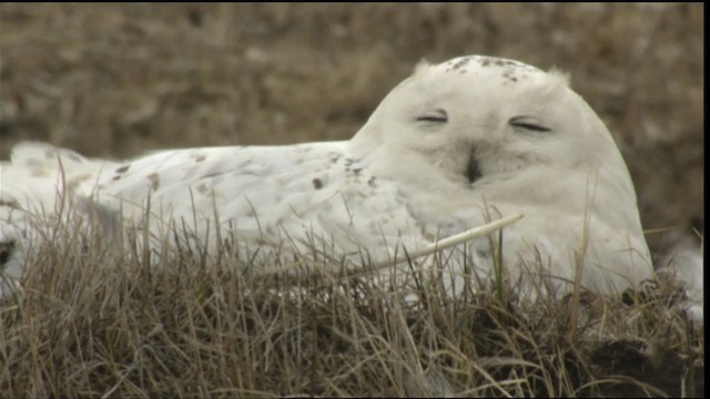 Snowy Owl - ML425336