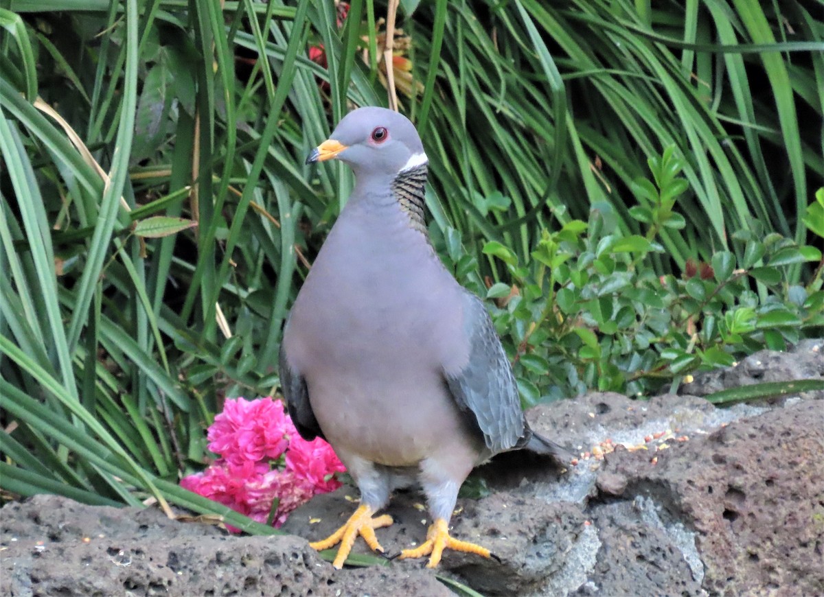 Band-tailed Pigeon - ML425337421