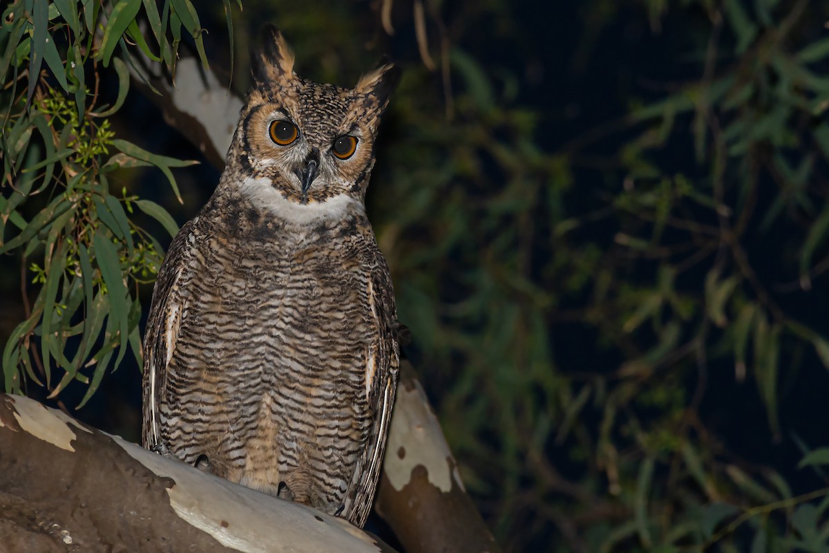 Great Horned Owl - ML425337841