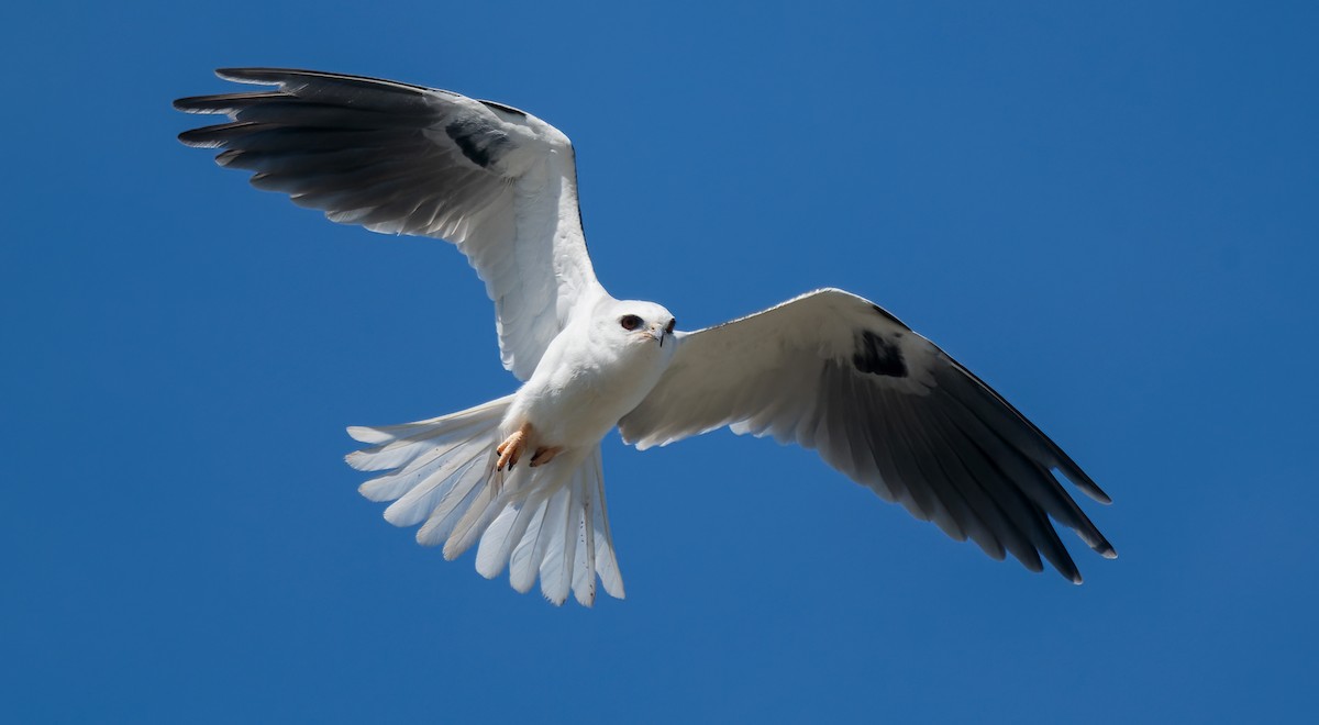 White-tailed Kite - ML425347531