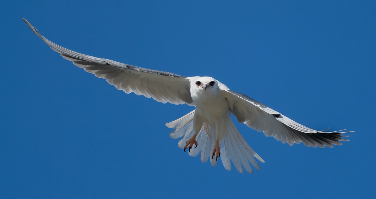 White-tailed Kite - ML425347551