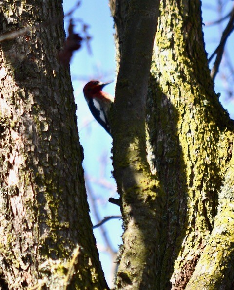 Red-breasted Sapsucker - ML425348401