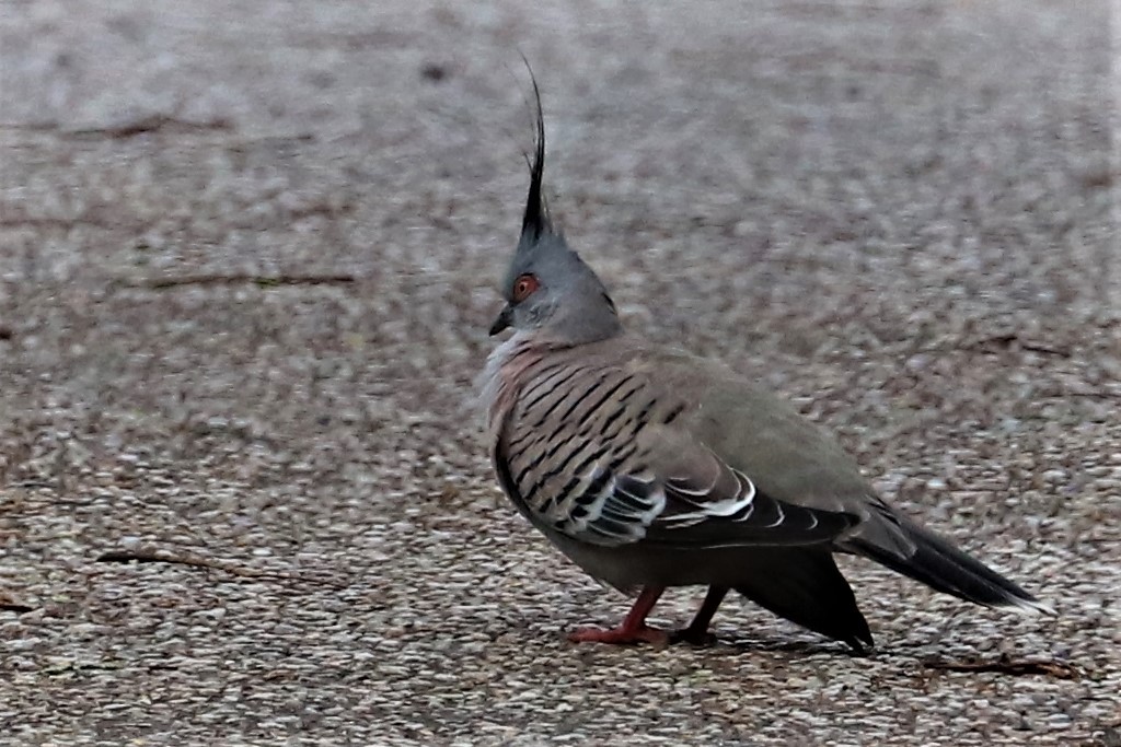 Crested Pigeon - ML425351141