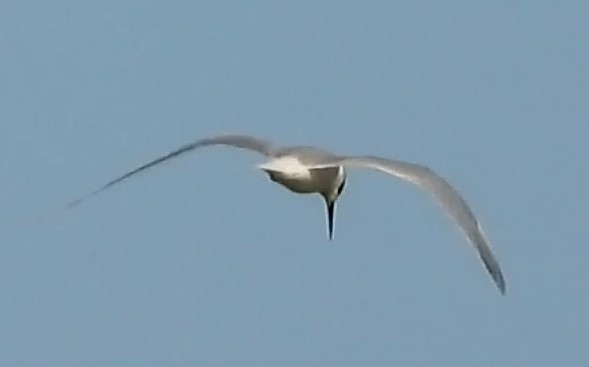 Gull-billed Tern - Caley Thomas