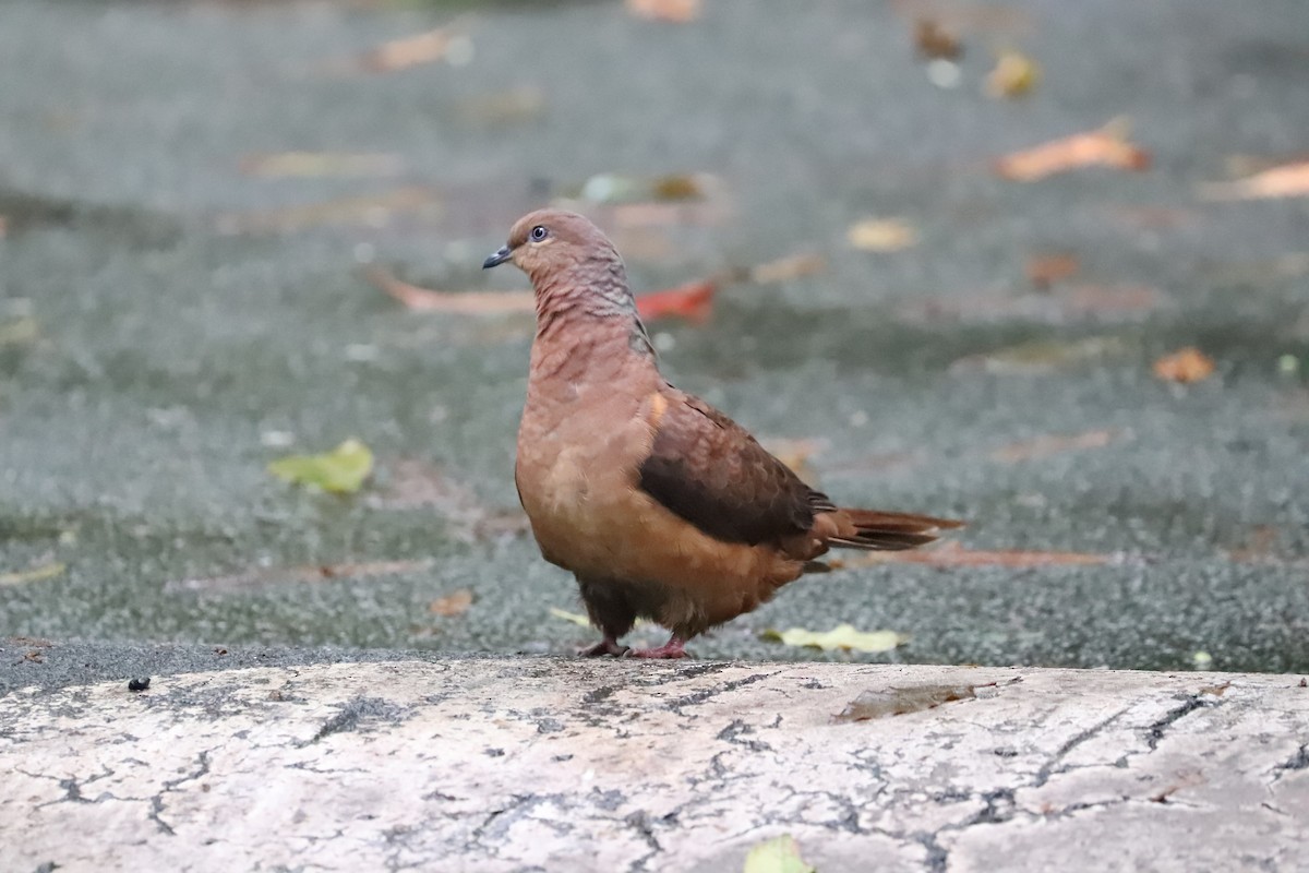 Brown Cuckoo-Dove - Lorix Bertling