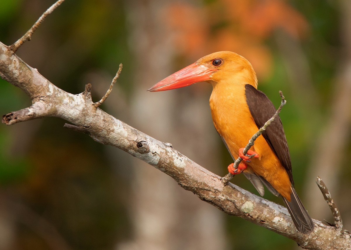 Brown-winged Kingfisher - Ayuwat Jearwattanakanok