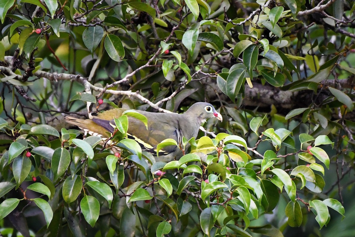 Thick-billed Green-Pigeon - ML425352541