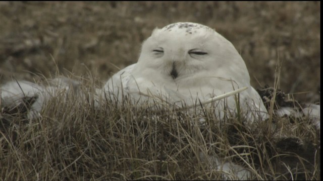 Snowy Owl - ML425353