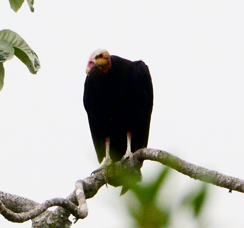 Lesser Yellow-headed Vulture - ML42535391