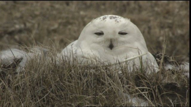 Snowy Owl - ML425354