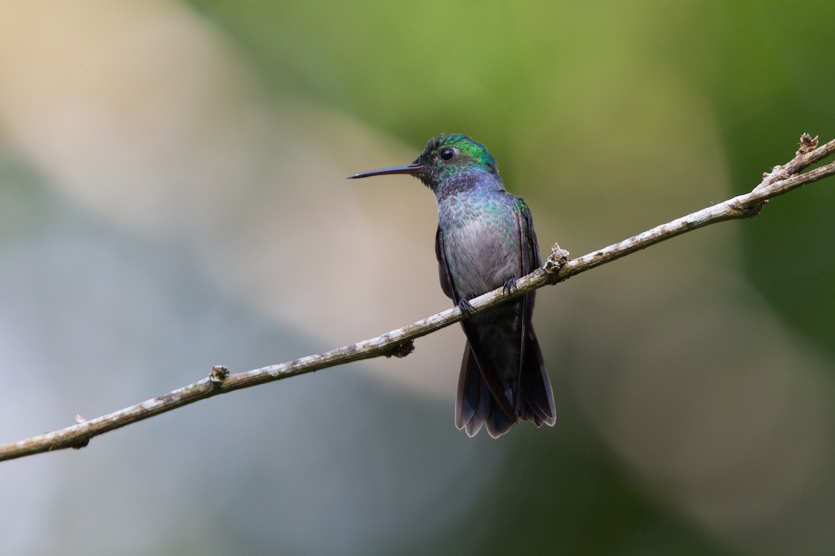 Blue-chested Hummingbird - David Disher