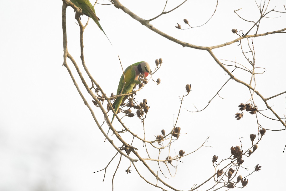Red-breasted Parakeet - ML425356921