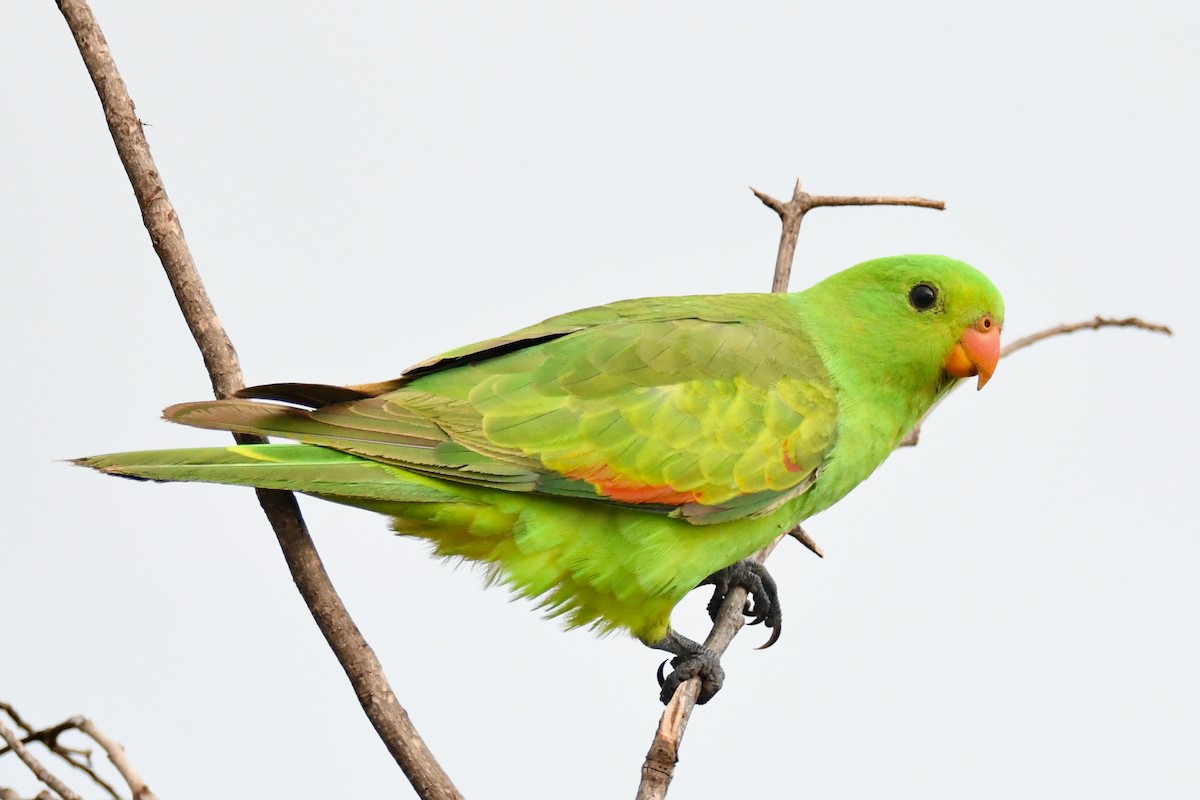 Red-winged Parrot - ML425357181