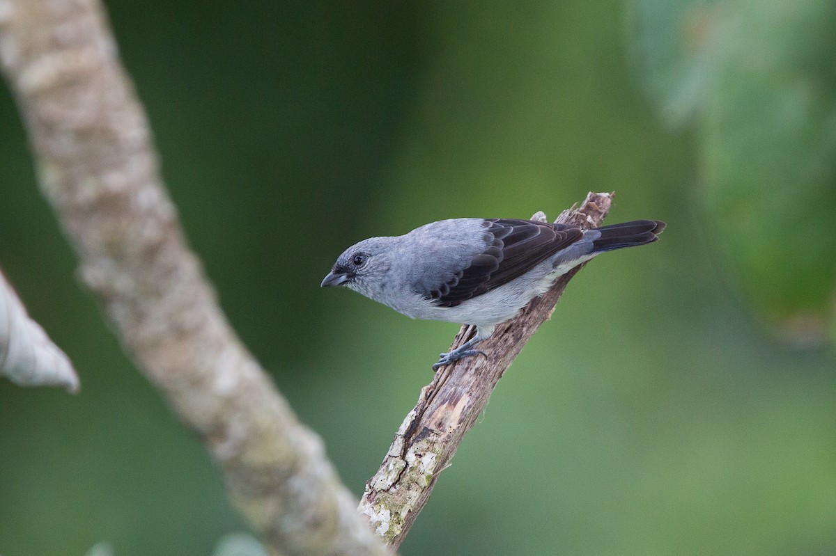 Plain-colored Tanager - David Disher