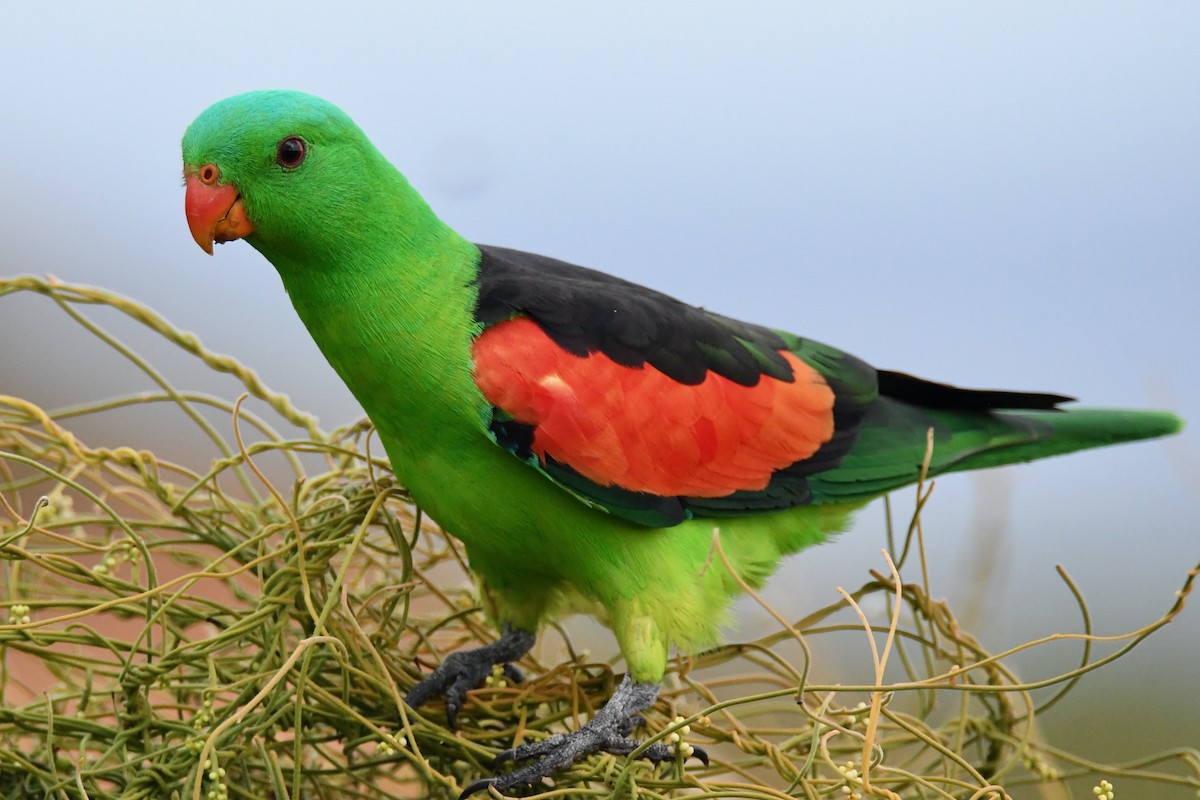 Red-winged Parrot - ML425357321