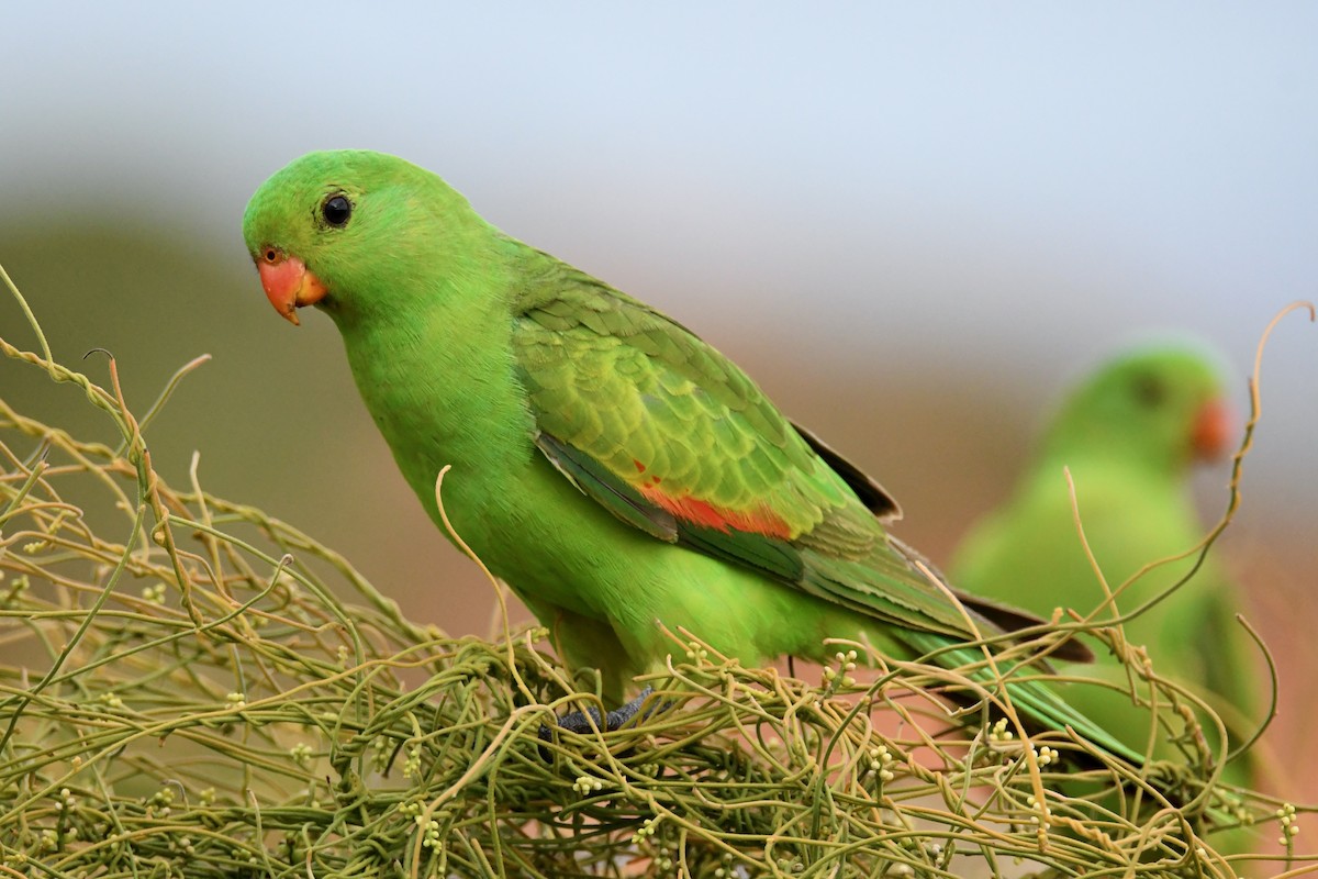 Red-winged Parrot - ML425357331