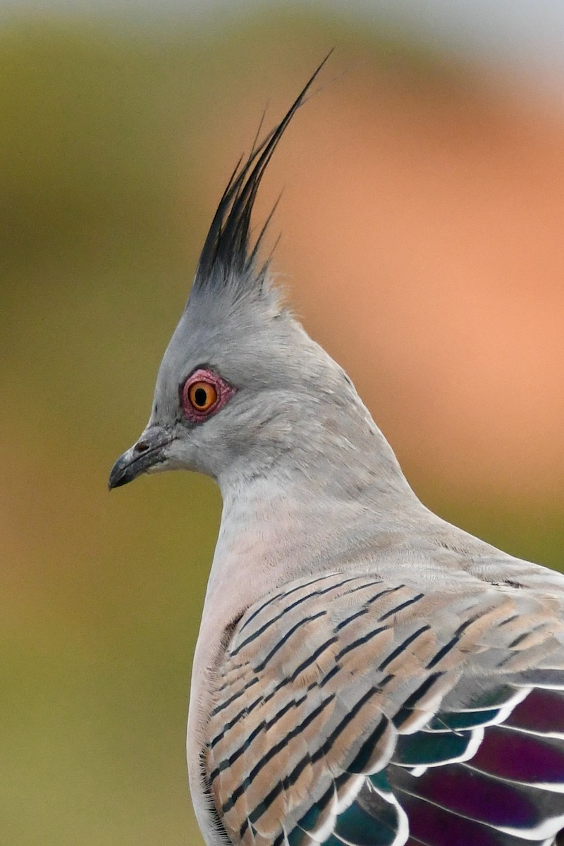 Crested Pigeon - ML425357601