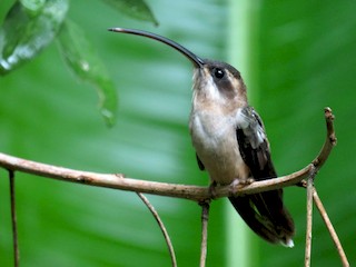 成鳥 (Central American) - Seth Inman - ML42535951