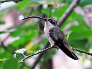 นกเต็มวัย (Central American) - Seth Inman - ML42535961