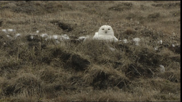 Snowy Owl - ML425361