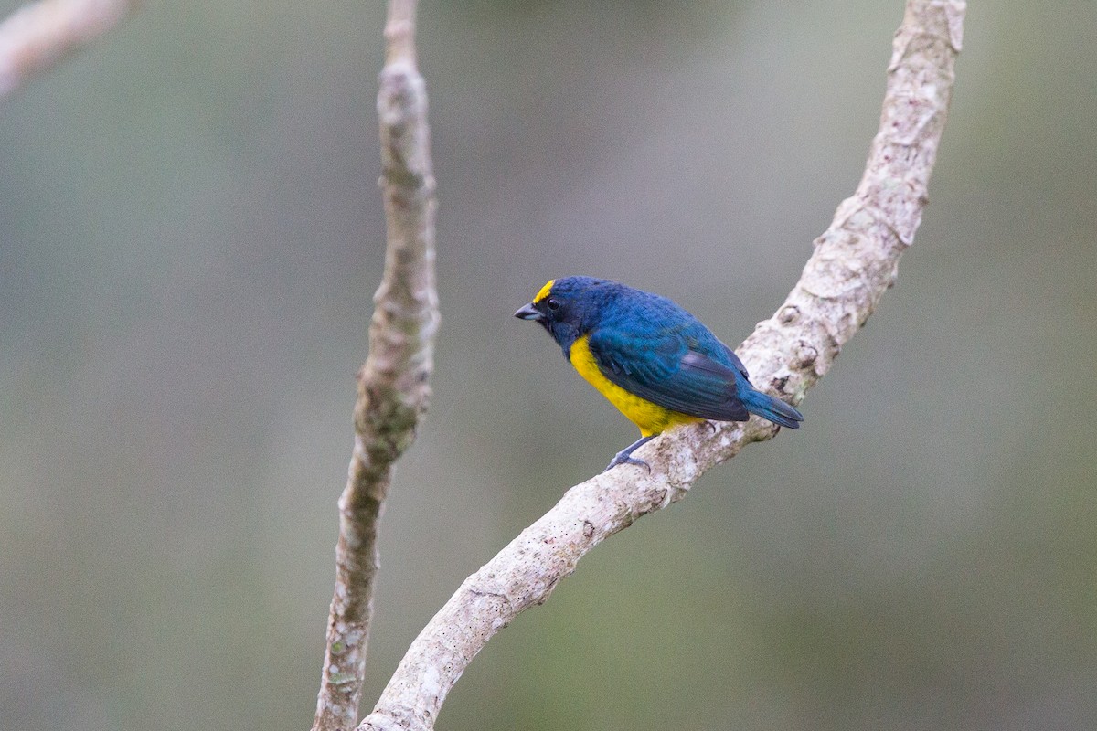Fulvous-vented Euphonia - David Disher