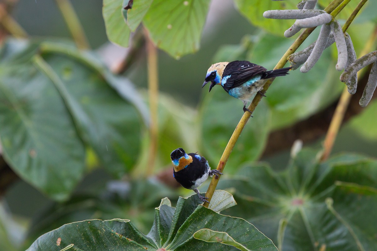 Golden-hooded Tanager - David Disher