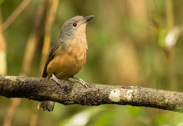 Bower's Shrike-thrush