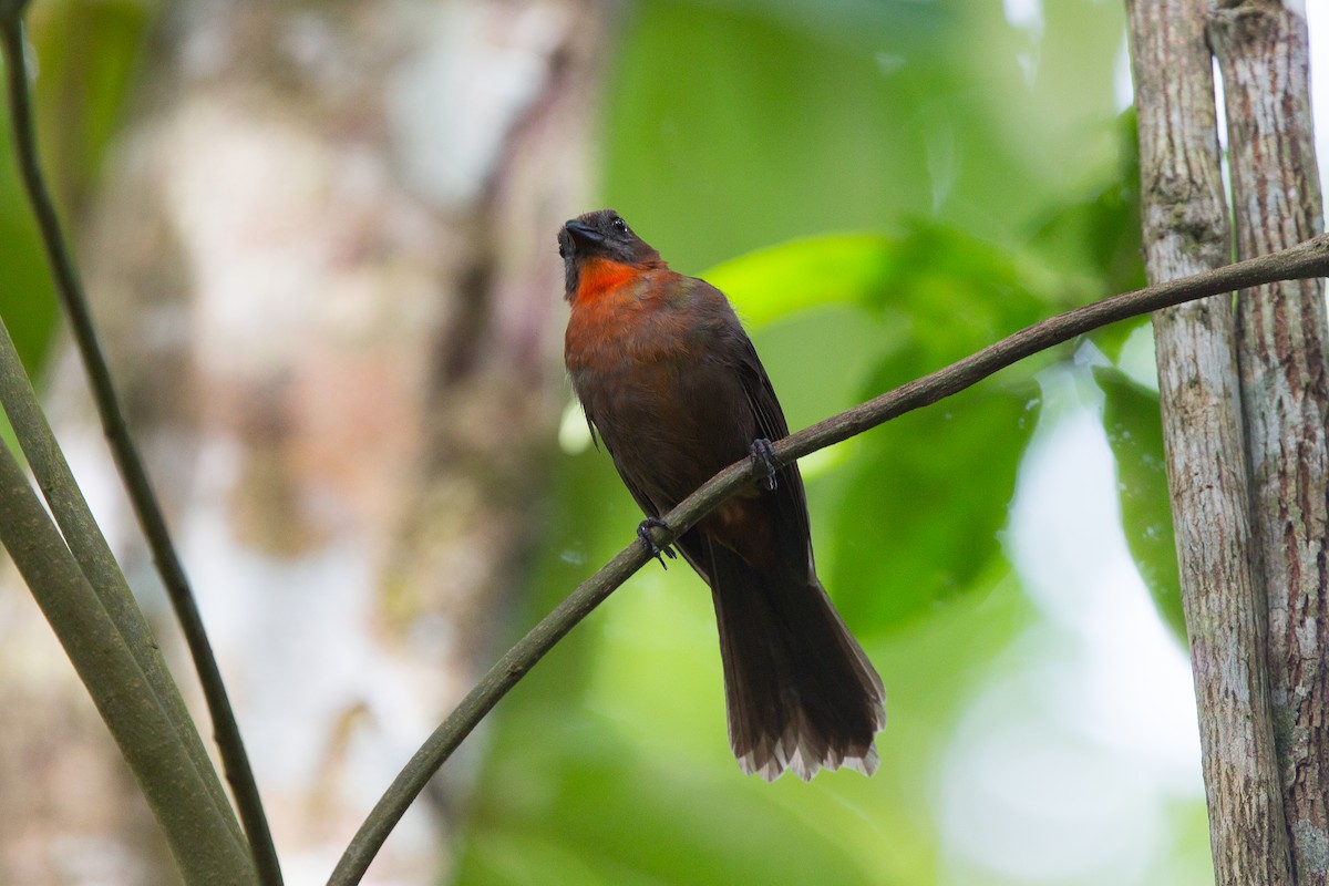 Red-throated Ant-Tanager - ML42536341
