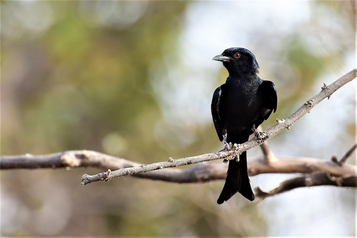 Fork-tailed Drongo (Glossy-backed) - ML425364151