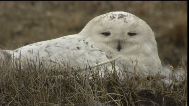 Snowy Owl - ML425365