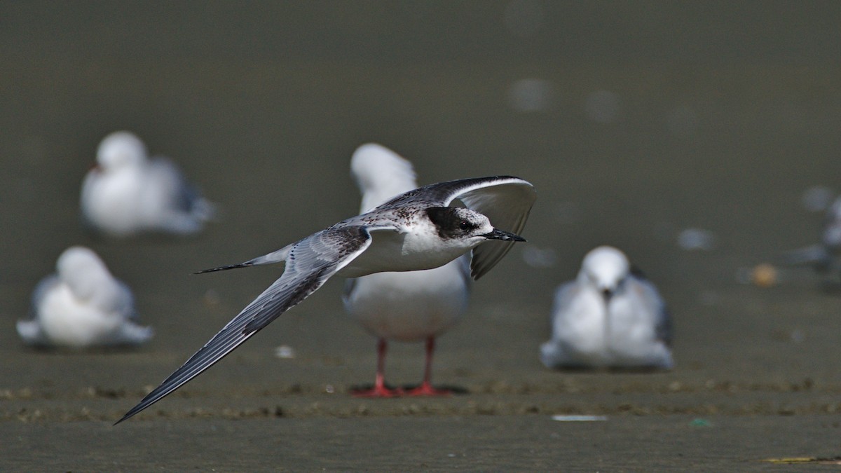 White-fronted Tern - ML425374111